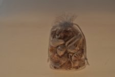 conchiglie